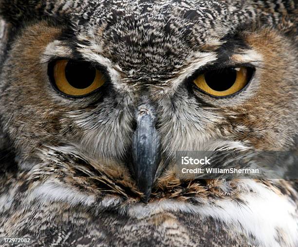 Grande Gufo Cornuto Bubo Virginianus Città In - Fotografie stock e altre immagini di Gufo - Gufo, Becco, Close-up