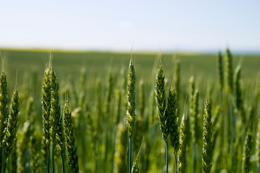 a field of wheat with the foreground stalks in focus.
