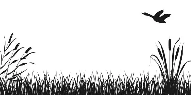 Vector illustration of Silhouette of grass with reeds and flying duck. Wetlands vector illustration. Dark background on theme of hunting