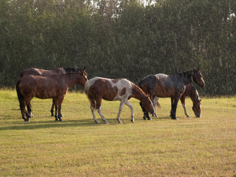 small group of horses in the rain with sun coming through clouds and lighting field