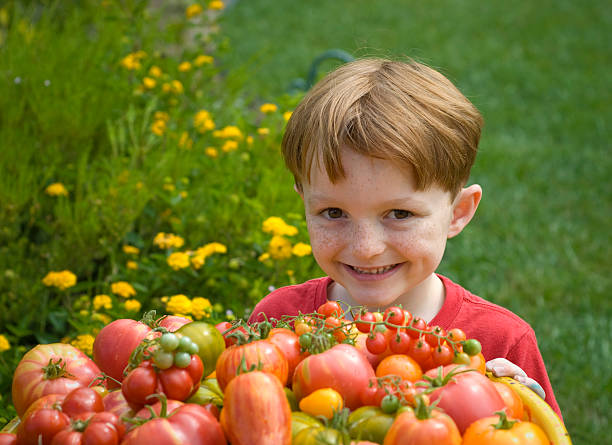 少年、エアルームトマト、お子様の野菜師&の農産物 - heirloom tomato homegrown produce tomato organic ストックフォトと画像
