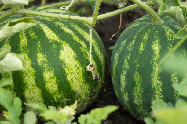 istock Watermelon is growing in the garden, Sweet fruit. 1729723948