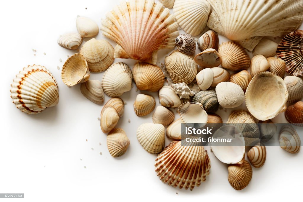 Shells Dollop of various sea souvenirs Animal Shell Stock Photo