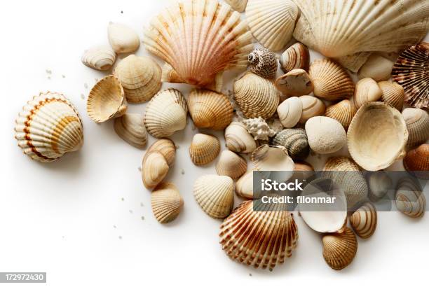 Shells Stock Photo - Download Image Now - Animal Shell, Backgrounds, Bundle