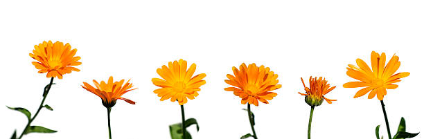Collection of flowers (Calendula officinalis) withone withered in the row. stock photo