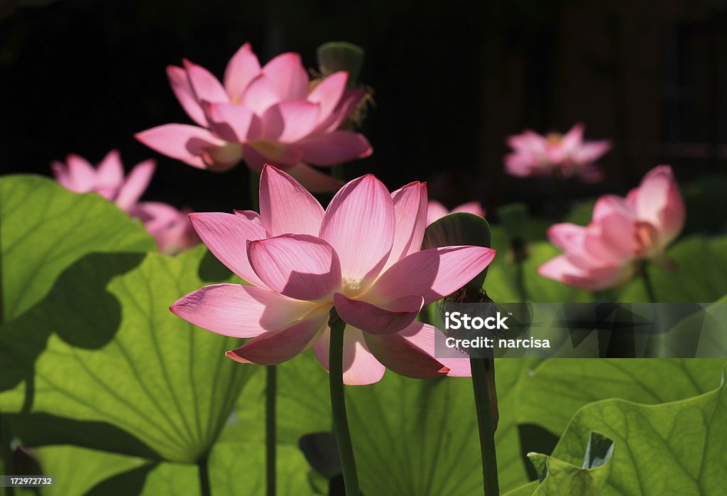 Lotusblüten - Lizenzfrei Blatt - Pflanzenbestandteile Stock-Foto