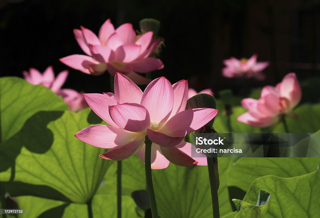 fiori di loto - Foto stock royalty-free di Bellezza naturale