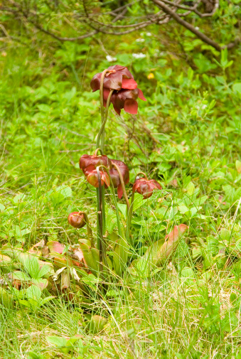 A clump of Pitcher Plants