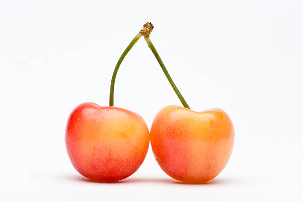 Pair of Rainier Cherries stock photo