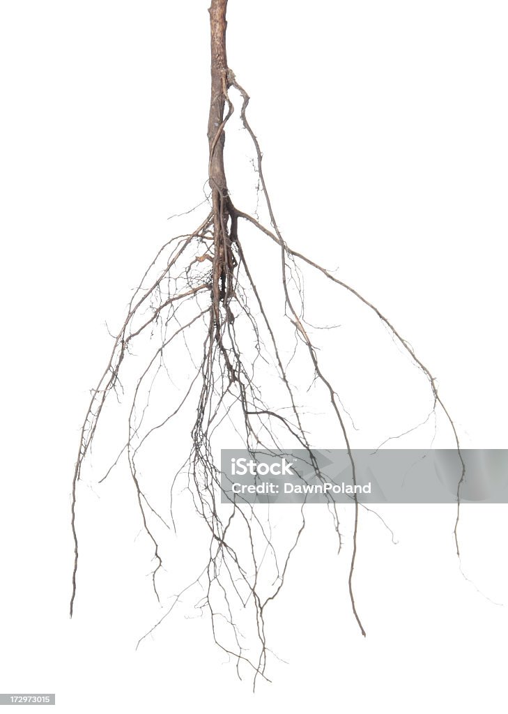 Roots - 로열티 프리 소나무-침엽수 스톡 사진