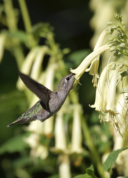 anna's hummingbird - bird hummingbird flying annas hummingbird stock-fotos und bilder