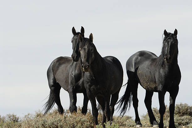 Wild Horses of Wyoming