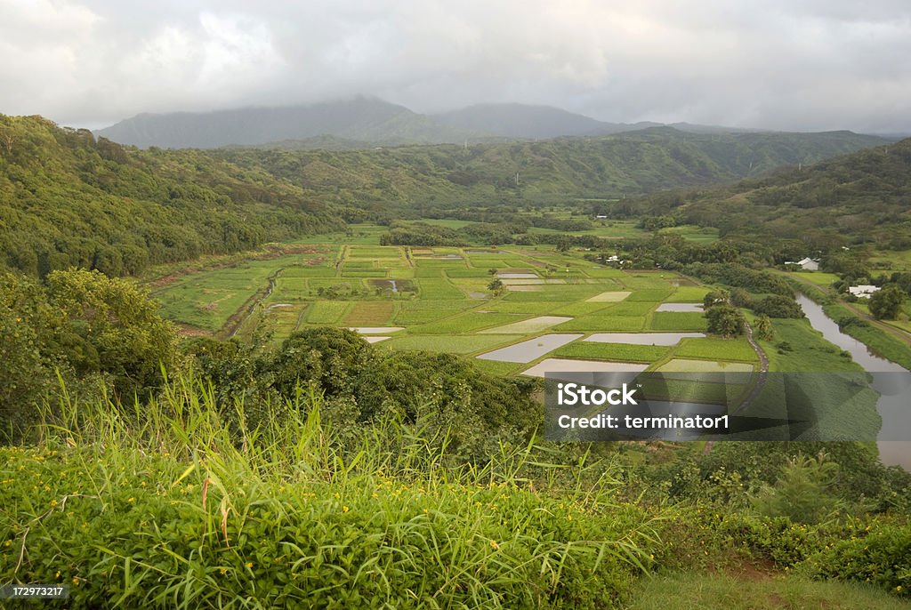 Secteur de l'élevage de Kauai, à Hawaï - Photo de Agriculture libre de droits