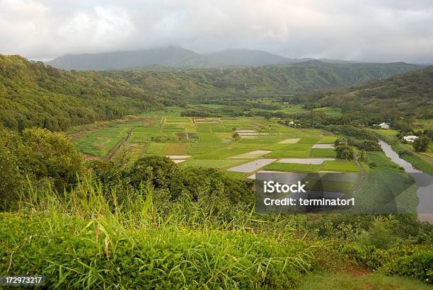 Foto de Indústria Em Kauai Havaí e mais fotos de stock de Agricultura - Agricultura, Kauai, Arbusto