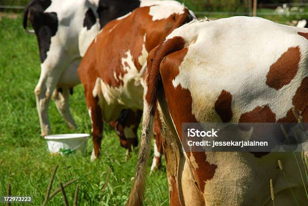 Metano Gases De Escape - Fotografias de stock e mais imagens de Gado doméstico - Gado doméstico, Metano, Vaca