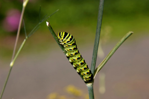 A Black Swallowtail Caterpillar shot macro on a branch