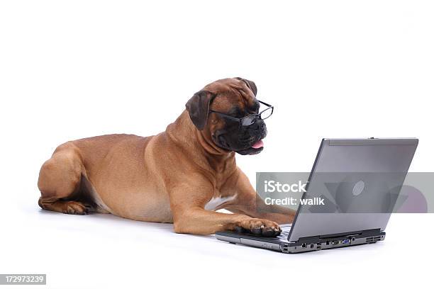 Dog Working On Laptop Stock Photo - Download Image Now - Animal, Animal Tricks, Boxer - Dog