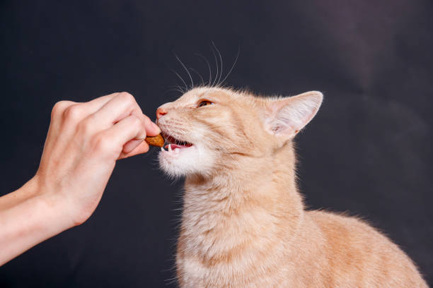 istock Home cat photographing in professional pet studio 1729732474