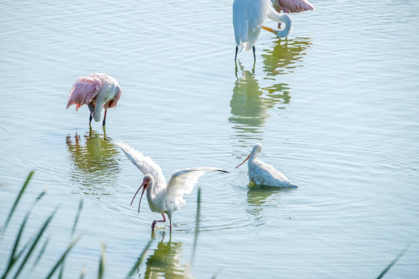 istock Port Aransas birding 1729732506