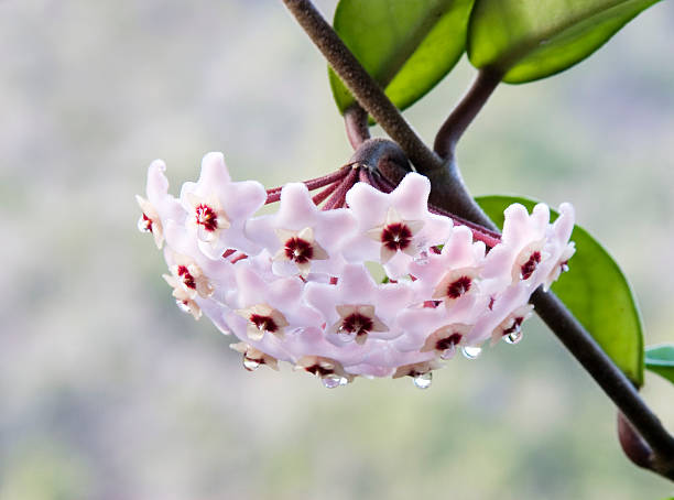 blume nectar (hoya carnosa - indian pipe stock-fotos und bilder