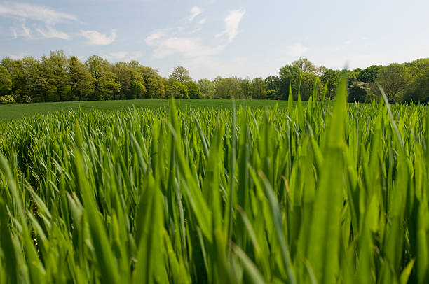 Tall grass stock photo