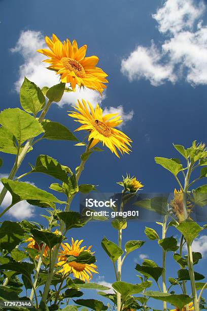 Sonnenblumenfeld Stockfoto und mehr Bilder von Agrarbetrieb - Agrarbetrieb, Bedeckter Himmel, Bildhintergrund