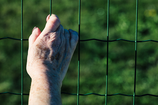 An elder's hand, marred and arthritic, tightly grips a fence. Behind, intense green leaves flourish, reflecting the paradox of life's vitality trapped within frail vessels, yearning for escape