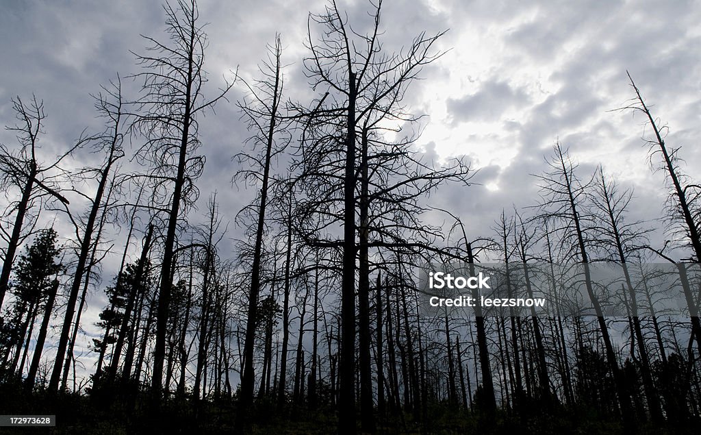 Quemado Silhouetted bosque - Foto de stock de Fuego libre de derechos