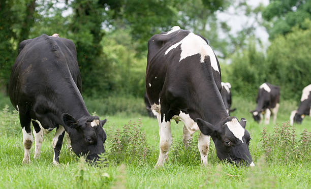 istock black and white friesian cattle 172973696