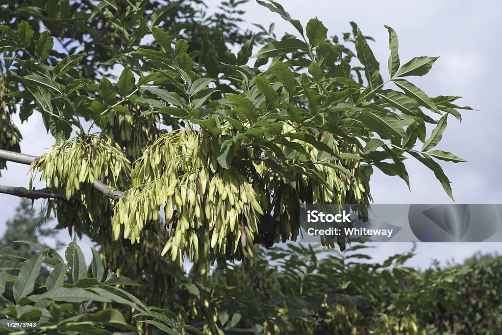Herbst Samen im Überfluss auf Baum of Heaven - Lizenzfrei Esche Stock-Foto