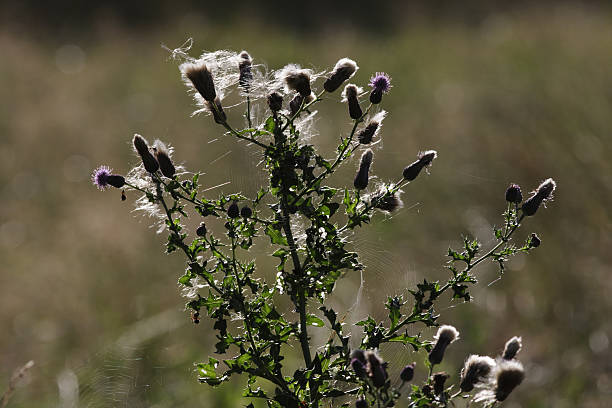 istock Thistledown seeds and spider webs are wind blown silk 172973972