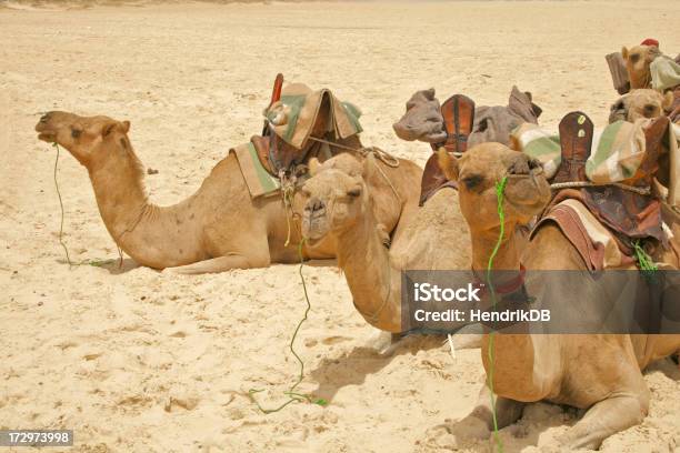 Caravana - Fotografias de stock e mais imagens de Dakar - Dakar, Deserto, Animal