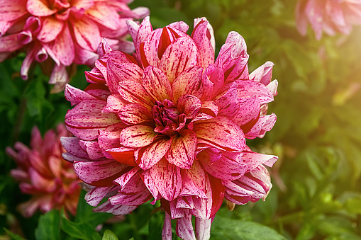 Pink and white dahlias on a green bush in the garden close up.