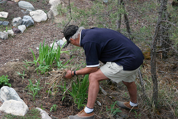 istock Spring Clean-Up Of The Garden 172974155