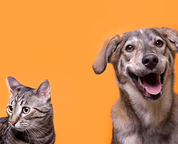 Cat and dog buddies with orange background stock photo