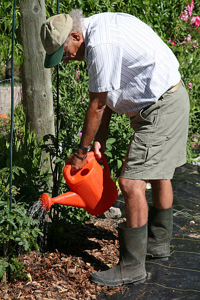 gardener regar as plantas de tomate - gardening vegetable garden action planting imagens e fotografias de stock