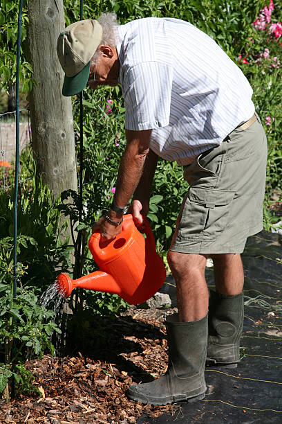 садовник полив растений томатный - gardening vegetable garden action planting стоковые фото и изображения