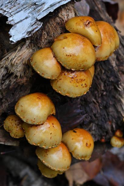 istock Pholiota mushroom species, vertical 1729745079