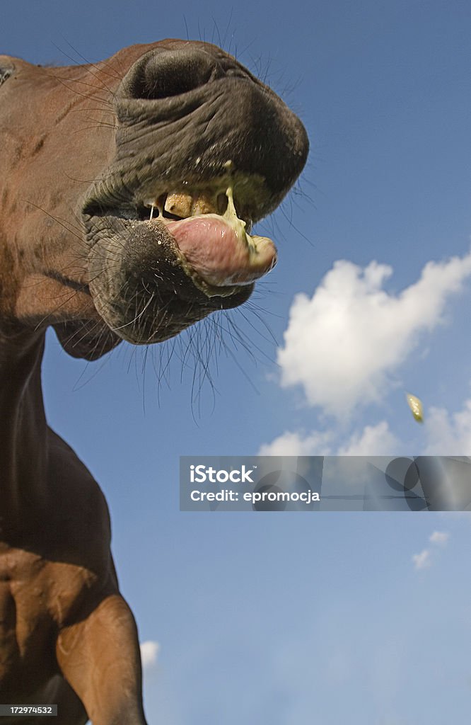 Divertente cavallo - Foto stock royalty-free di Animale