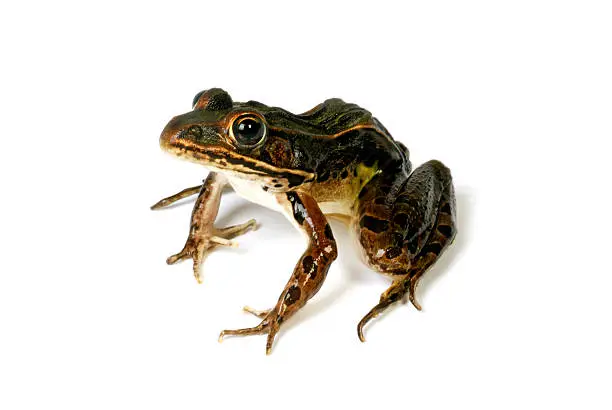 Photo of Leopard Frog