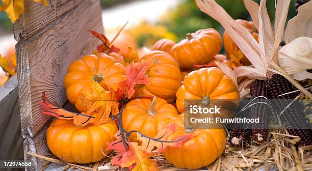 가을 낙엽 Pumpkins 인도어 옥수수 추수감사절 할로윈 장식 음식 배경 0명에 대한 스톡 사진 및 기타 이미지 - 0명, 가을, 개체 그룹