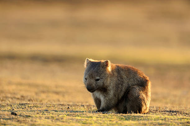 Wombat Wombat at Narawntapu national park in TasmaniaRelated images: wombat stock pictures, royalty-free photos & images