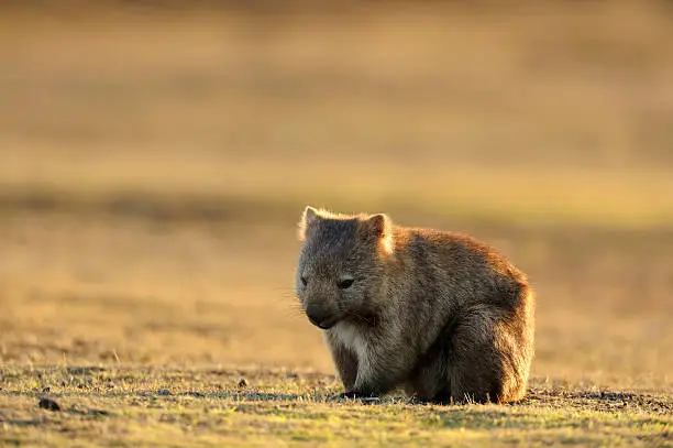 Wombat at Narawntapu national park in TasmaniaRelated images: