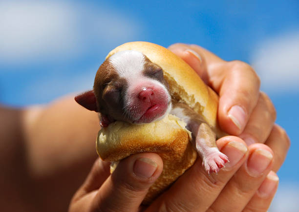 Cute little chihuahua sleeping
