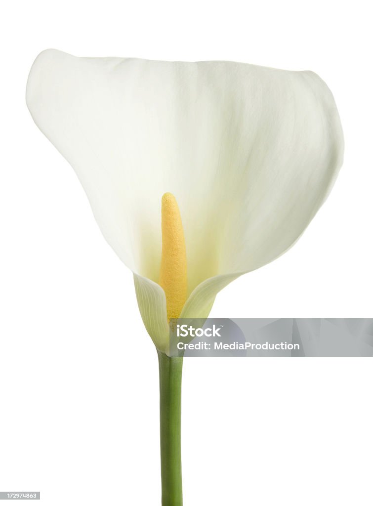 calla lilly - Foto stock royalty-free di Aro