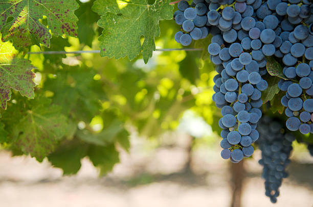 raisin sur la vigne - vineyard california napa valley vine photos et images de collection