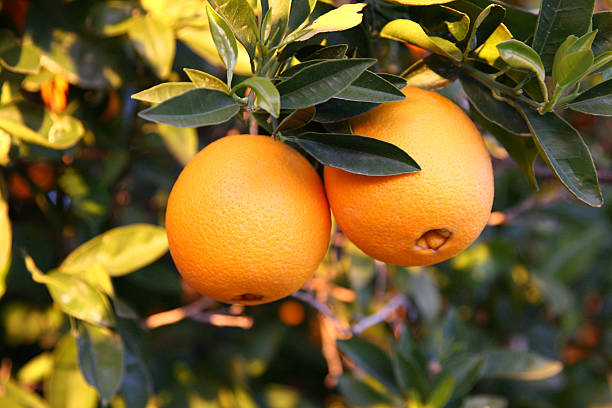 Citrus Close Up A close-up of two navel oranges. navel orange photos stock pictures, royalty-free photos & images