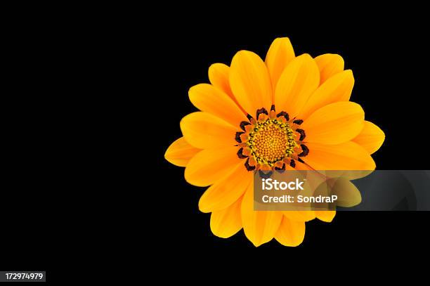 金ガザニア - カットアウトのストックフォトや画像を多数ご用意 - カットアウト, 花, 黒背景