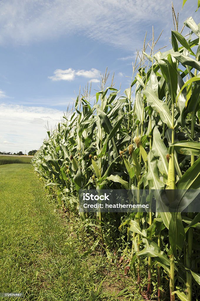 Campo de maíz de Iowa - Foto de stock de Agricultura libre de derechos