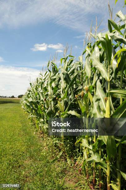 Campo De Maíz De Iowa Foto de stock y más banco de imágenes de Agricultura - Agricultura, Cielo, Comidas y bebidas